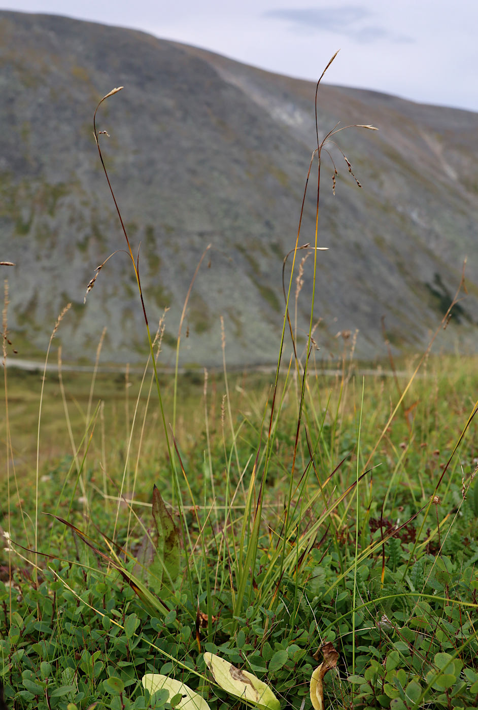 Image of Carex ledebouriana specimen.