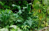 Brassica oleracea