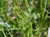 род Galium