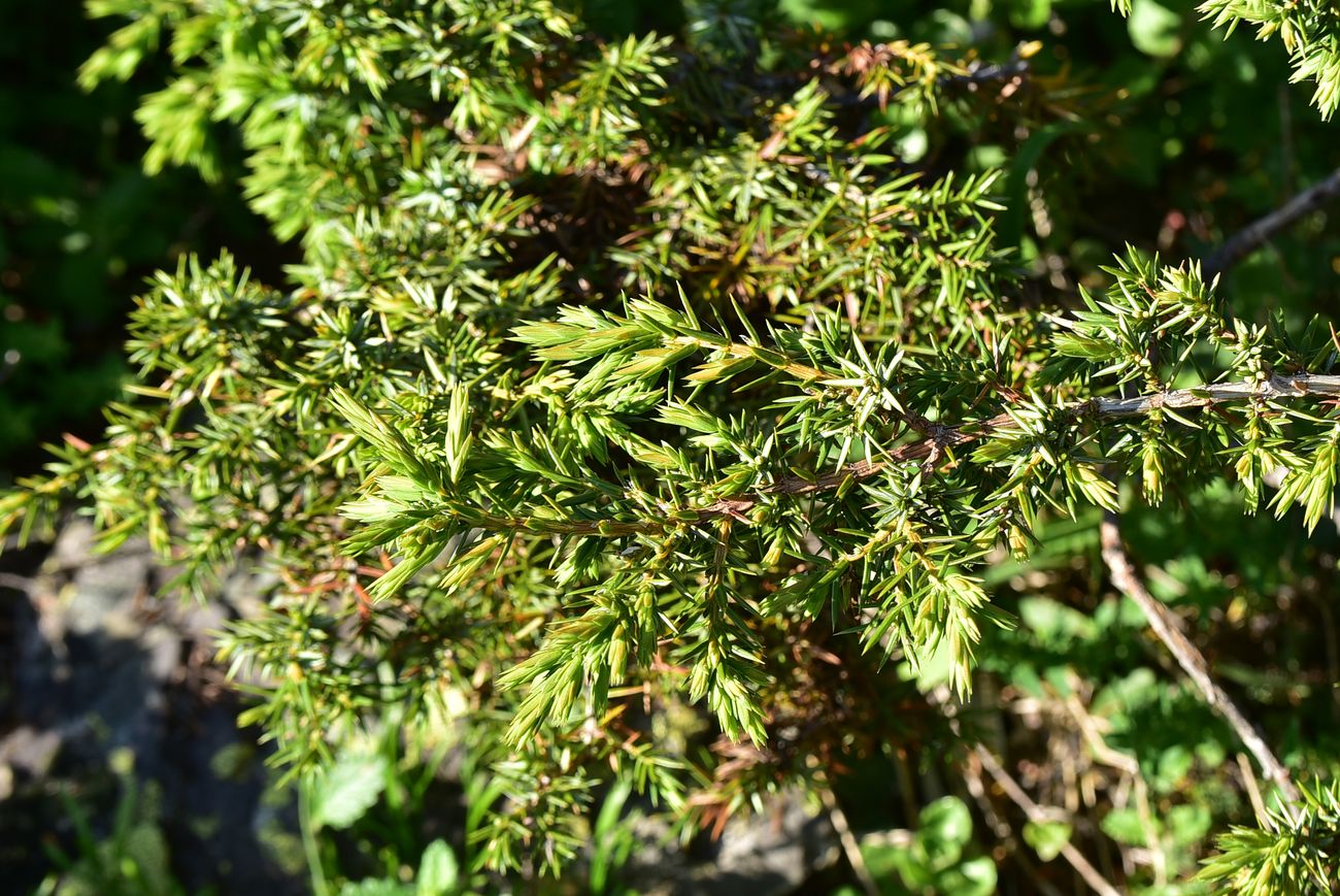 Image of genus Juniperus specimen.