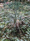 Yucca glauca. Вегетирующее растение; на заднем плане юкка нитчатая (Yucca filamentosa). Волгоград, Красноармейский р-н, дендрарий. 23.10.2026.