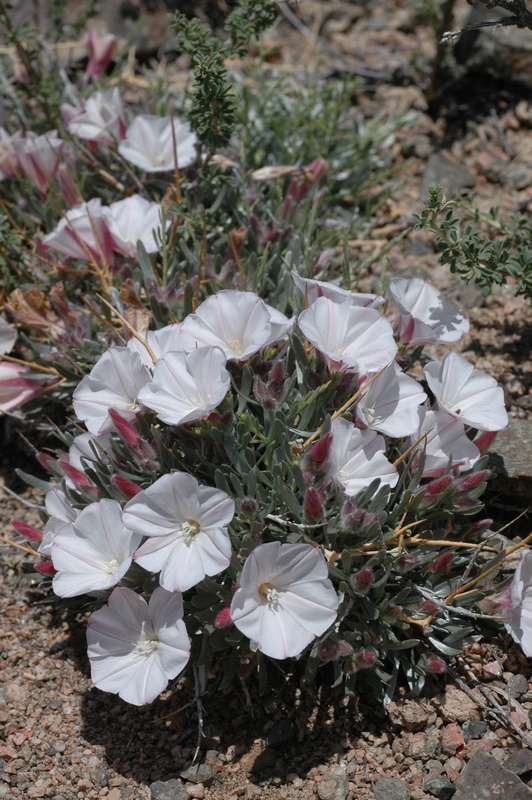Image of Convolvulus tragacanthoides specimen.