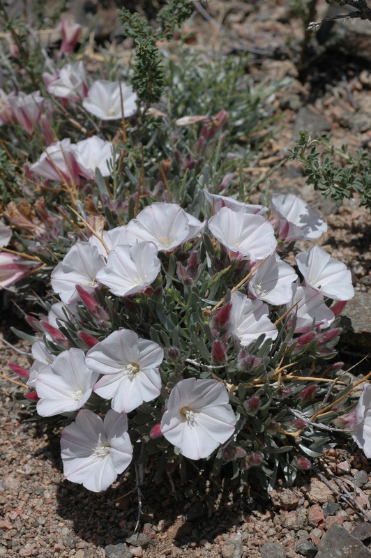 Изображение особи Convolvulus tragacanthoides.