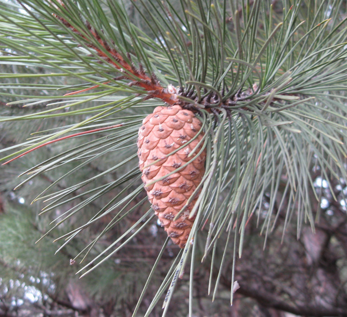 Изображение особи Pinus pallasiana.