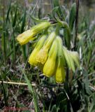 Onosma taurica