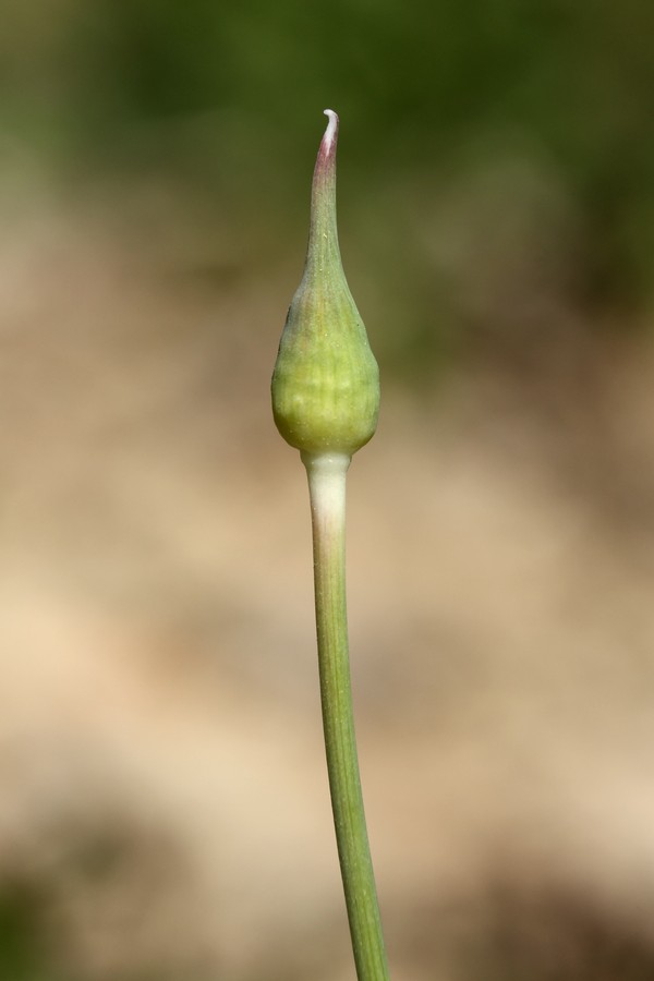 Image of Allium rosenorum specimen.