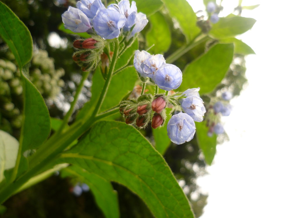 Image of Symphytum caucasicum specimen.