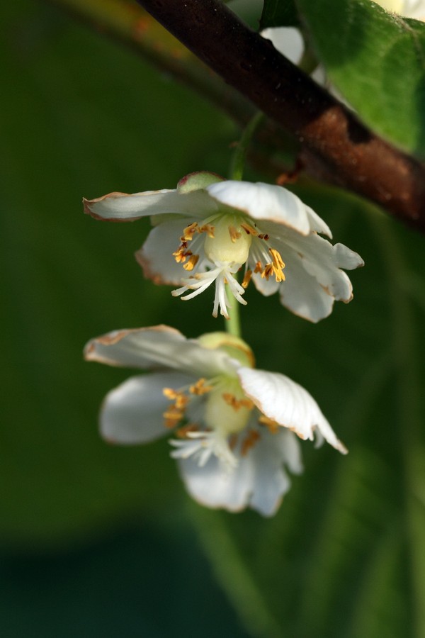 Image of Actinidia kolomikta specimen.