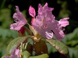 Rhododendron smirnowii