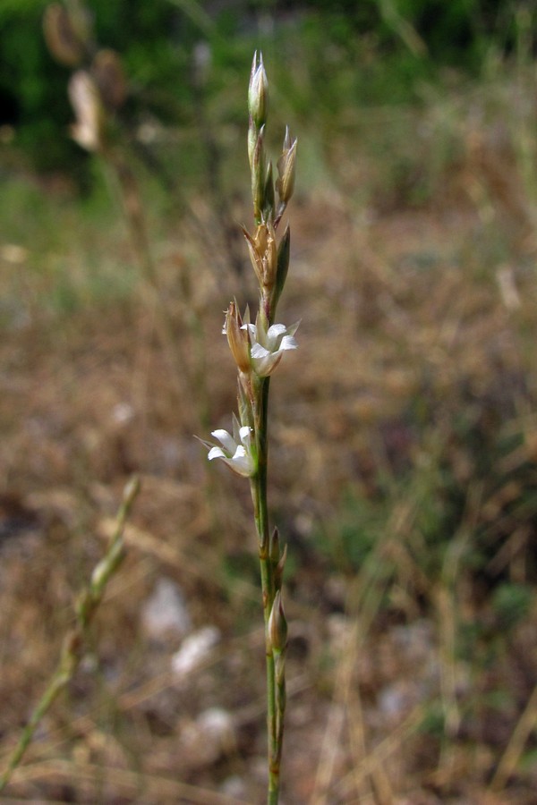 Image of Bufonia parviflora specimen.