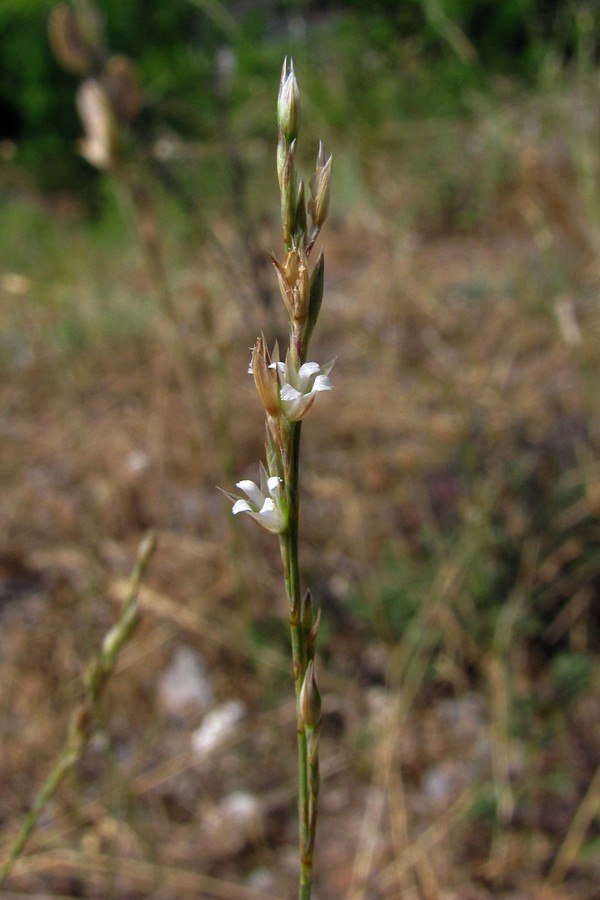 Изображение особи Bufonia parviflora.