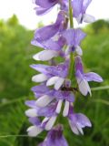 Vicia tenuifolia. Часть соцветия. Крым, Симферополь, Долгоруковская яйла. 10 июня 2011 г.