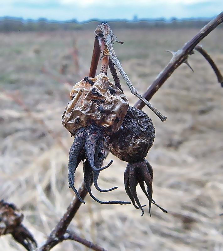 Image of Rosa pratorum specimen.