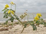 Solanum cornutum. Цветущее растение. Ракушечный пляж, Ясенский залив Азовского моря. 17.08.2011.