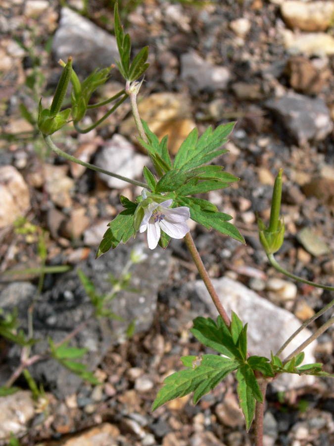 Изображение особи Geranium sibiricum.