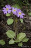 Primula finmarchica