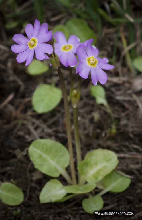 Image of Primula finmarchica specimen.