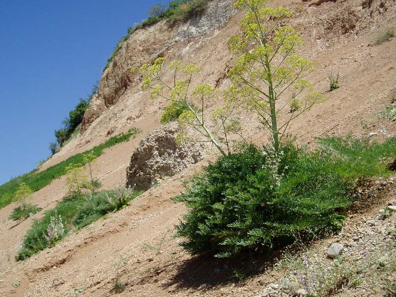 Image of Ferula penninervis specimen.