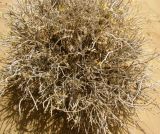 Astragalus paucijugus. Засыхающее растение. Каракумы. Июнь 2011 г.
