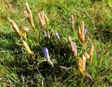 Gentiana pneumonanthe