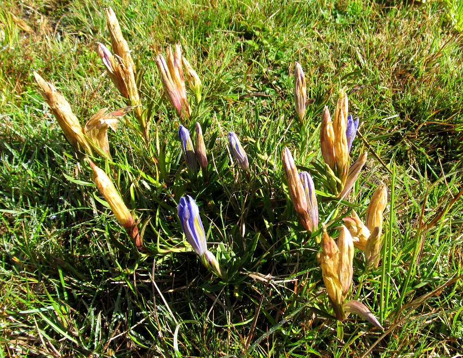 Изображение особи Gentiana pneumonanthe.