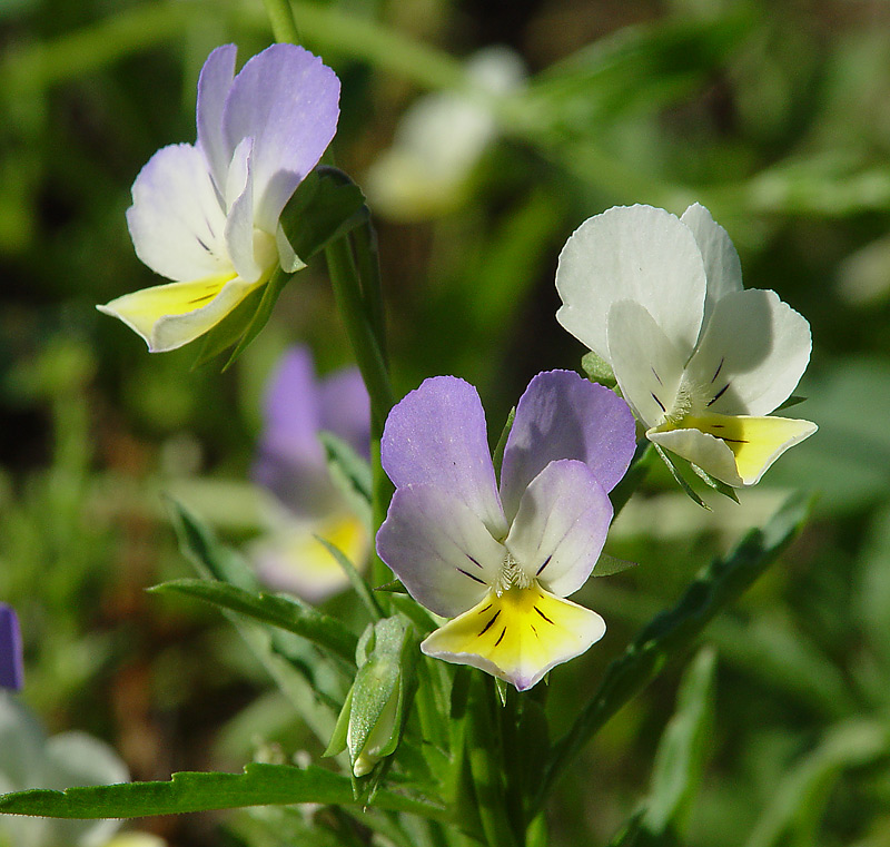 Изображение особи Viola tricolor.