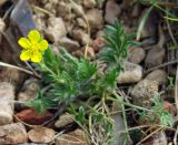 Potentilla soongorica