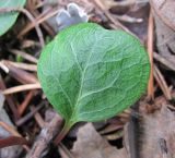Image of taxon representative. Author is Геннадий Окатов