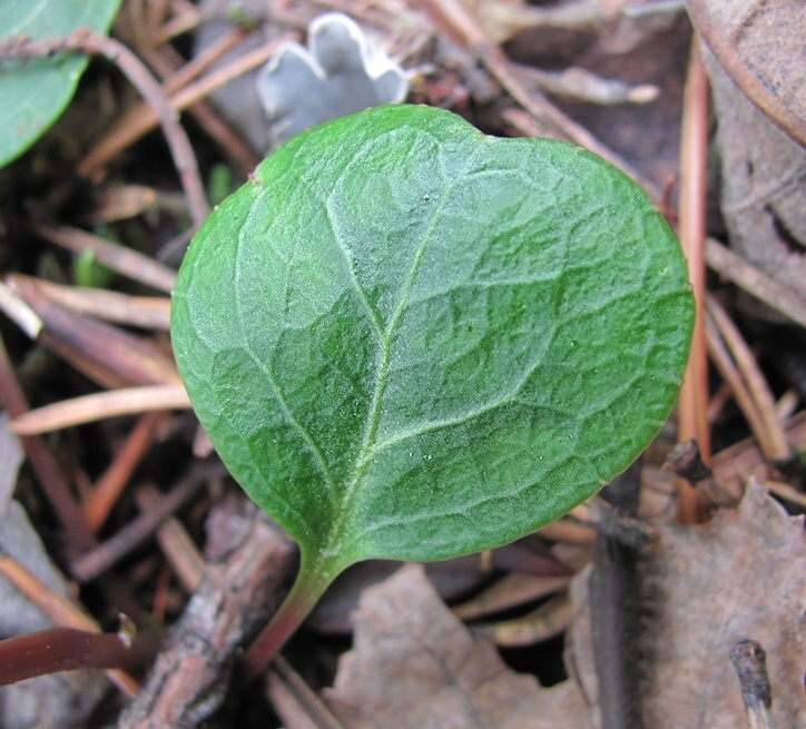 Изображение особи Pyrola chlorantha.