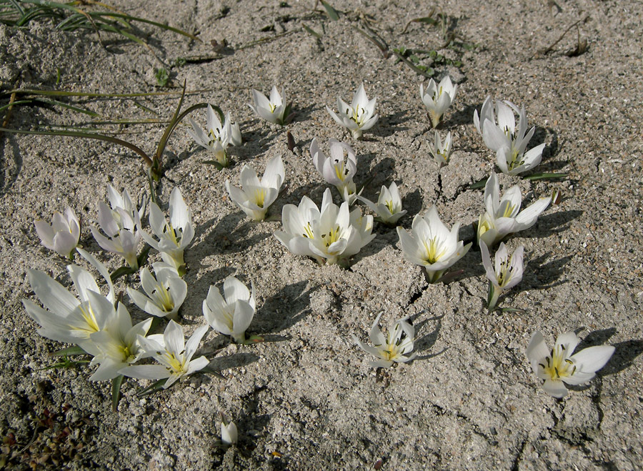 Image of Merendera candidissima specimen.
