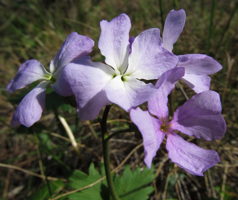 Image of Parrya nudicaulis specimen.