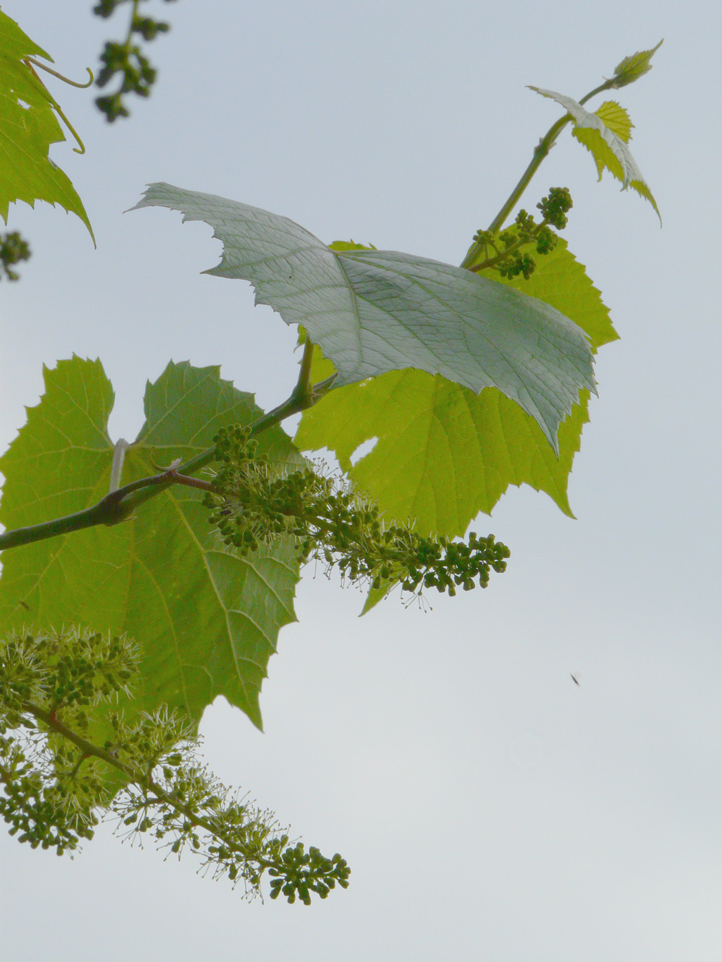 Image of Vitis × bacoi specimen.