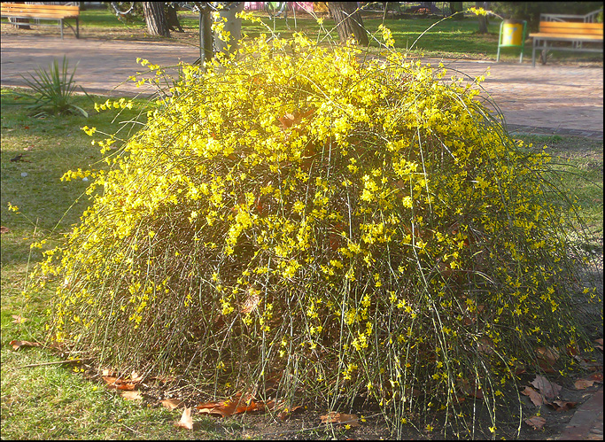 Image of Jasminum nudiflorum specimen.