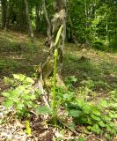 Arum rupicola