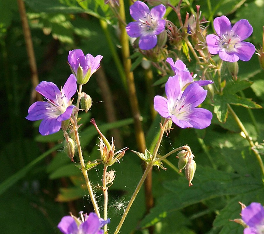 Изображение особи Geranium sylvaticum.