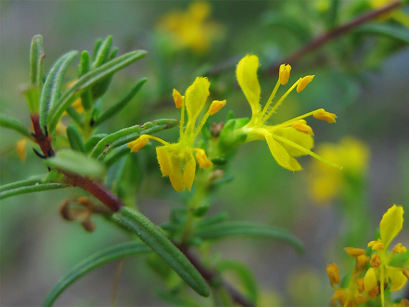 Изображение особи Orthanthella lutea.