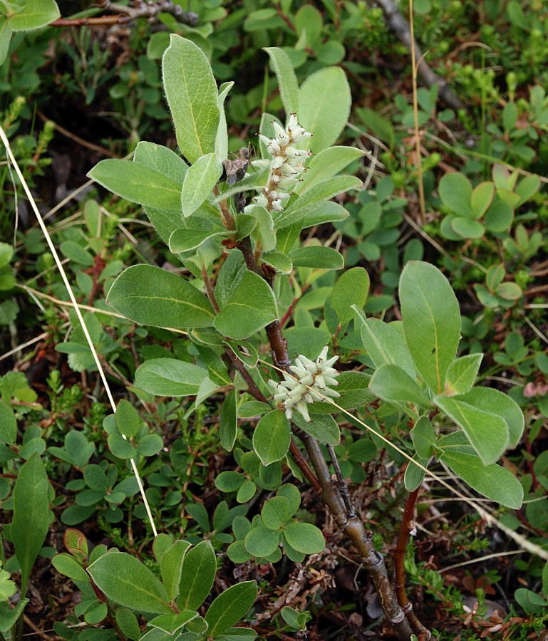 Изображение особи Salix glauca.