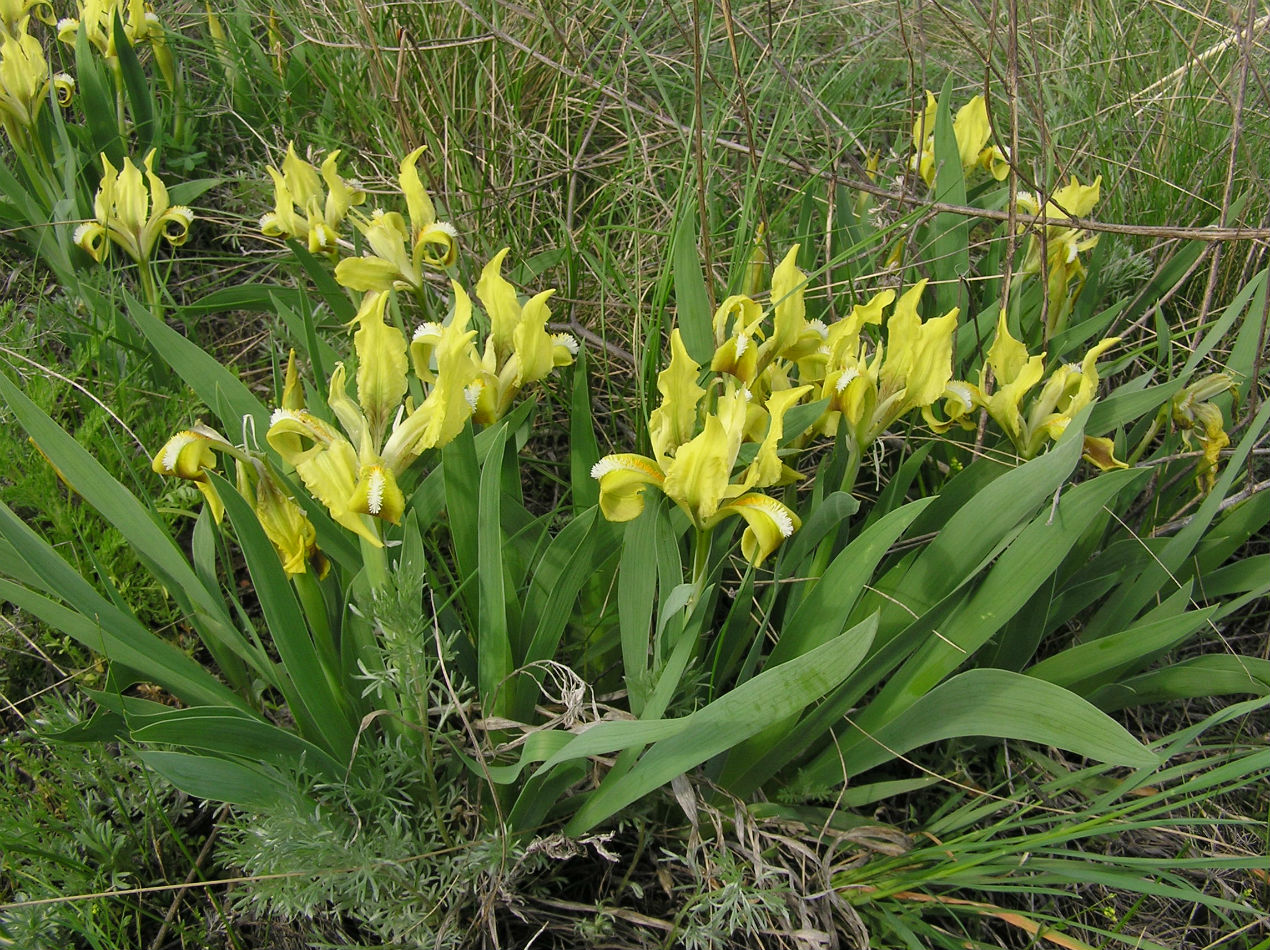 Image of Iris pumila specimen.