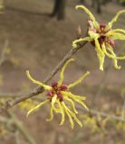 род Hamamelis