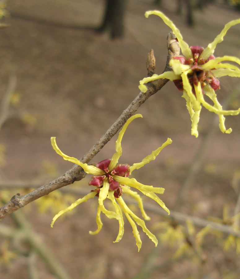 Изображение особи род Hamamelis.