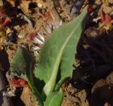 Reichardia tingitana