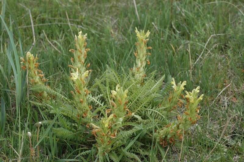 Image of Pedicularis songarica specimen.