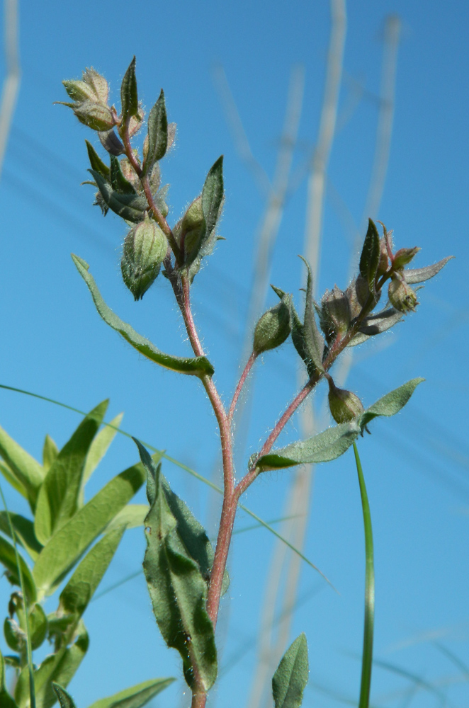 Image of Nonea rossica specimen.