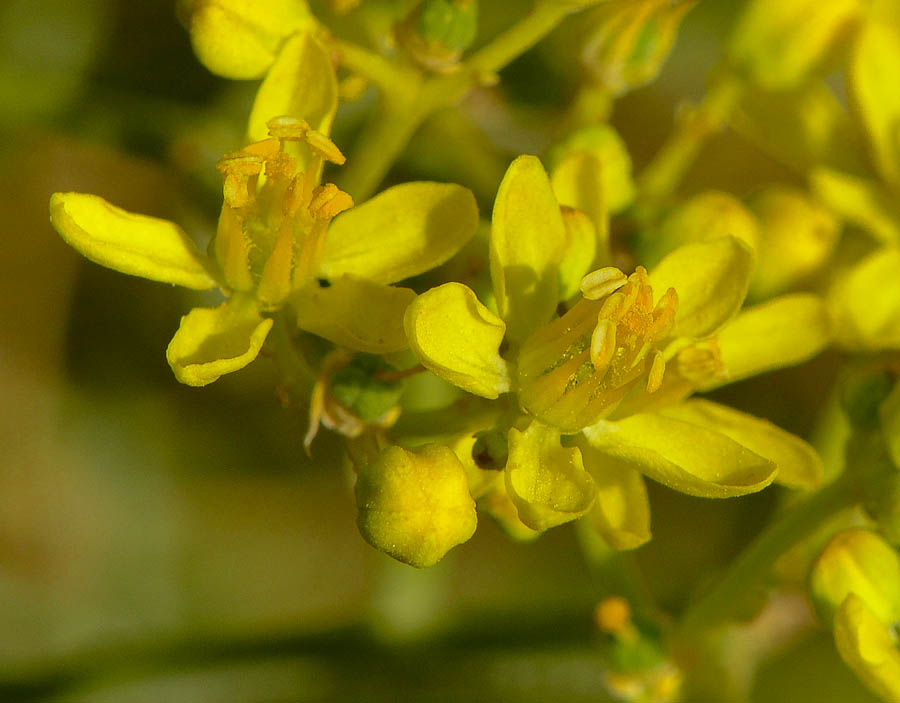 Image of Haplophyllum tuberculatum specimen.