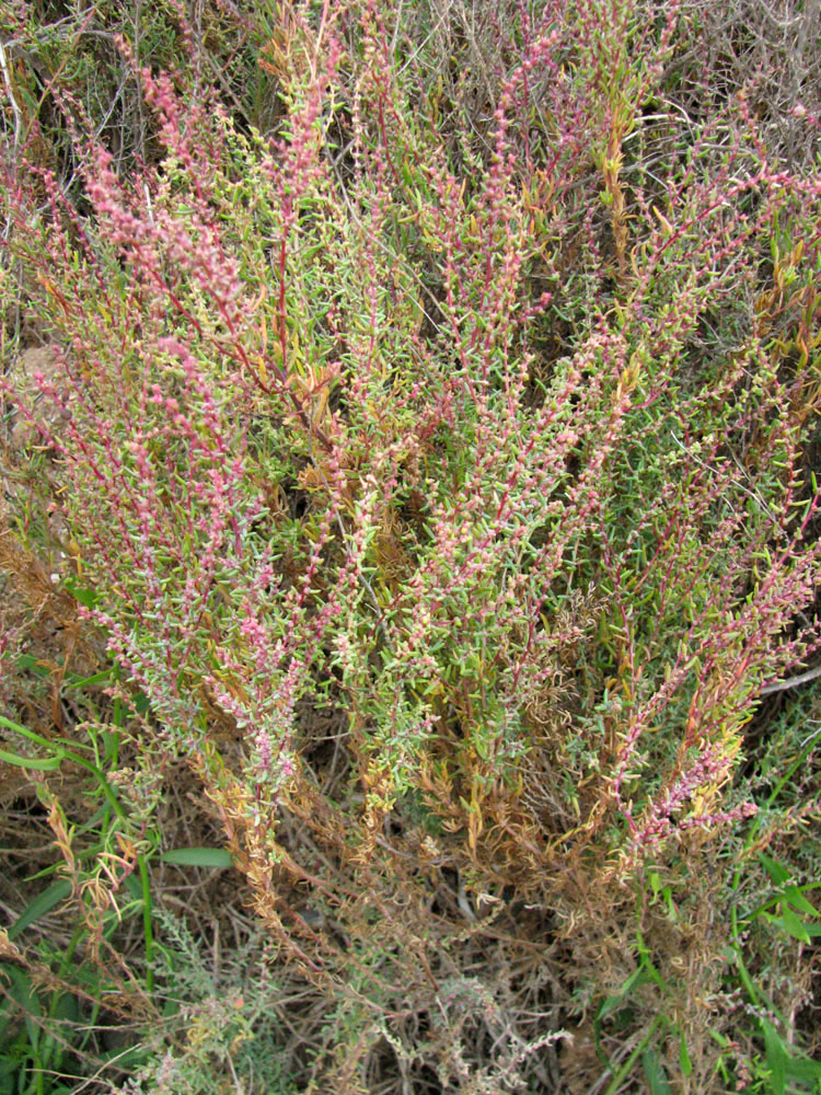 Image of Suaeda prostrata specimen.