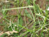genus Strigosella