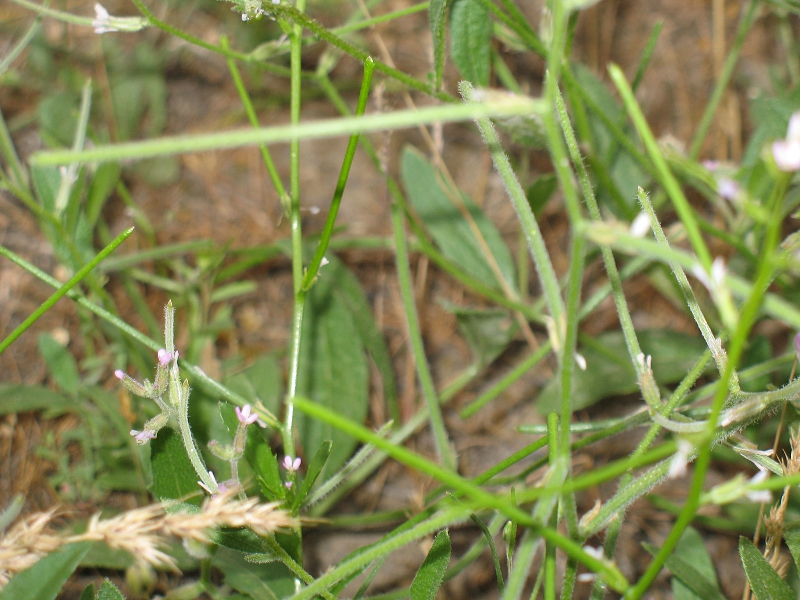 Image of genus Strigosella specimen.