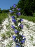 Echium vulgare