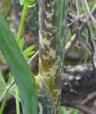 Dracunculus vulgaris