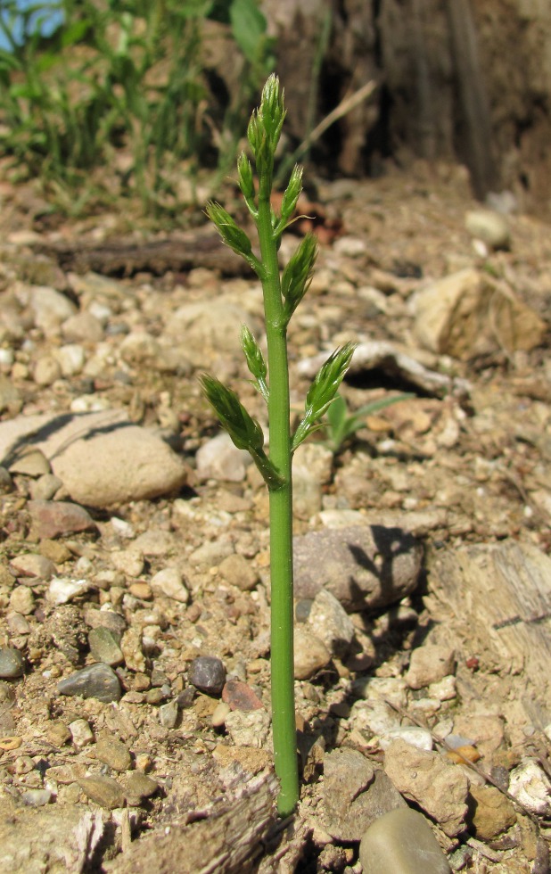 Image of Ruscus aculeatus specimen.